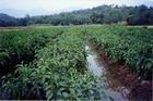 公车镇红砖村辣椒示范基地