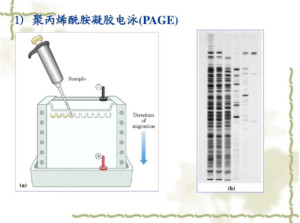 SDS聚丙烯酰胺凝胶电泳