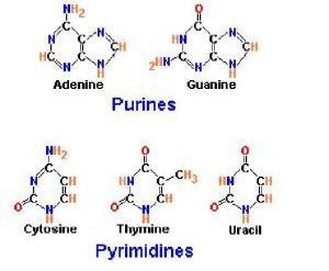嘌呤与嘧啶