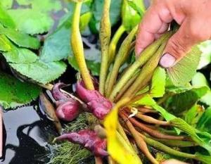 鲜菱草茎