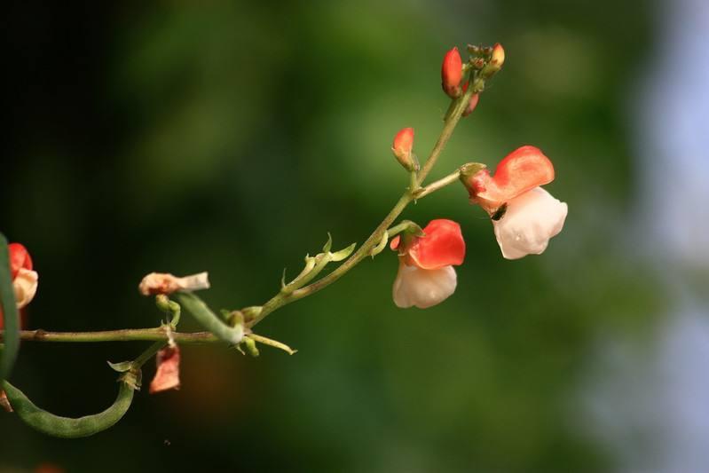 赤花蔓豆 豆目豆科植物 搜狗百科