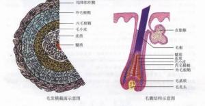 阴毛结构