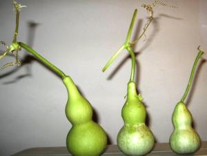 已收获的葫芦
