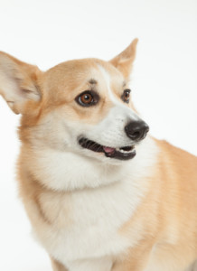 威尔斯柯基犬