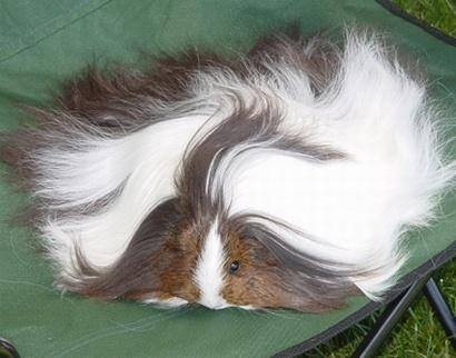 丝质长毛天竺鼠