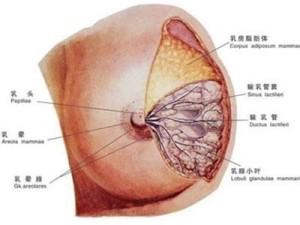 筒状乳房图片