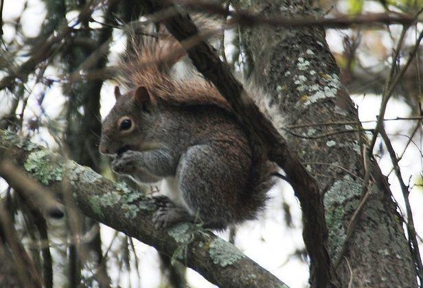 鼠是什么科动物 0