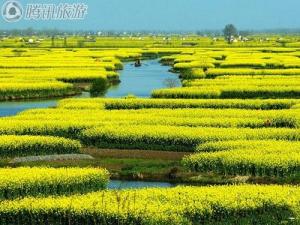 水菜花图册