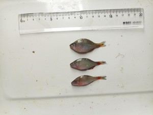 雄鱼