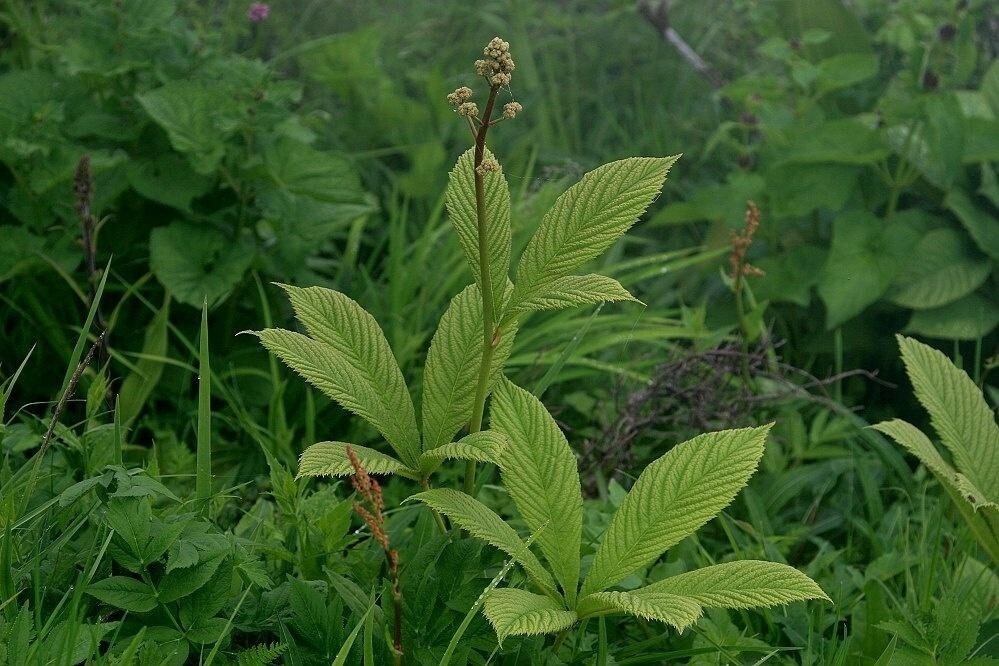 七叶鬼灯檠 虎耳草科鬼灯檠属植物 搜狗百科