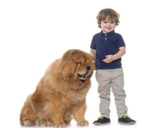 松狮犬