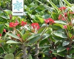 铁海棠