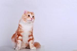 美国卷毛猫