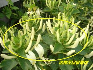 山银花