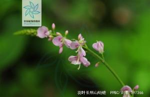 羽叶长柄山蚂蝗花果