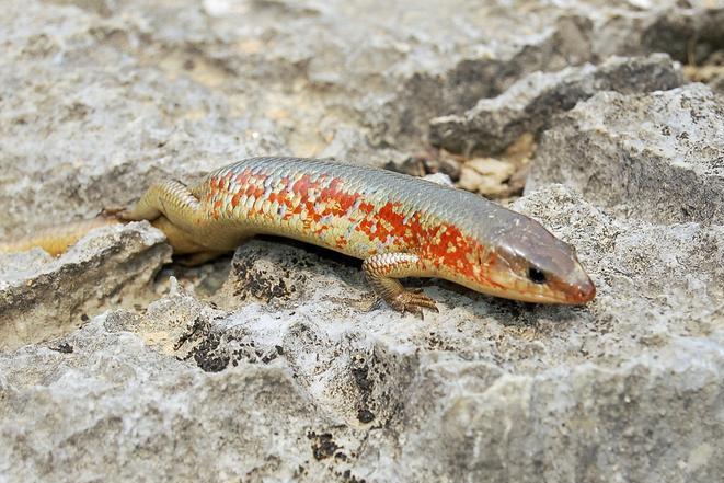 四脚蛇 鬣蜥科龙蜥属爬行动物 搜狗百科