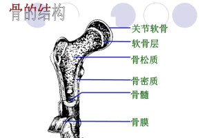 骨的结构 _ 百科