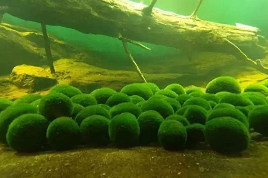 小球藻