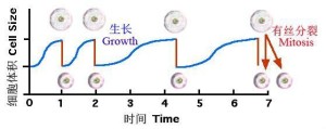 细胞体积随细胞分裂的变化