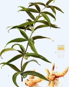 黄精(植物) - 搜狗百科