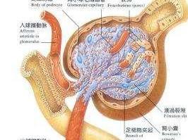 肾小球滤过率