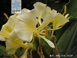 姜花花果