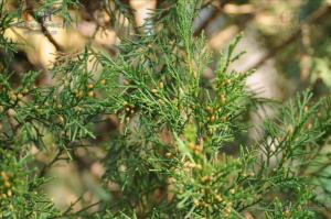 滇藏方枝柏图册