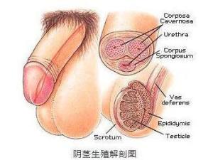 阴茎短小