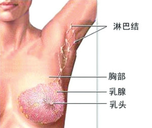 淋巴结