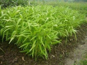 通心菜图册