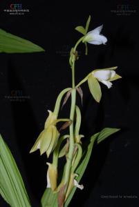 美冠兰属物种