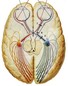 瞳孔对光反射通路