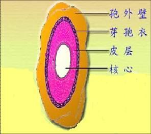 染色方法编辑1基本内容2词条图册1基本内容录目孔雀石绿颜色芽孢杆菌