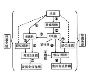 体液免疫