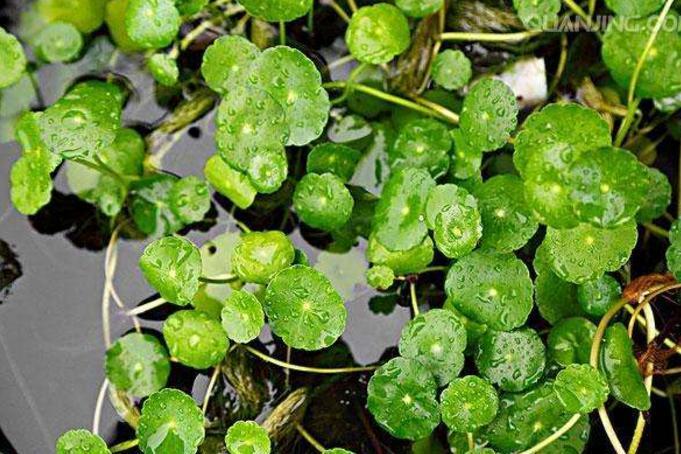 金钱草 报春花科的一种植物 搜狗百科 金钱草 报春花科的一种植物 搜狗百科