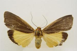 苔蛾属定名人hampson别名丝华苔蛾目鳞翅目亚科苔蛾亚科分布区域不丹