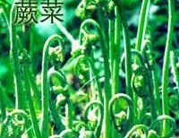 蕨菜