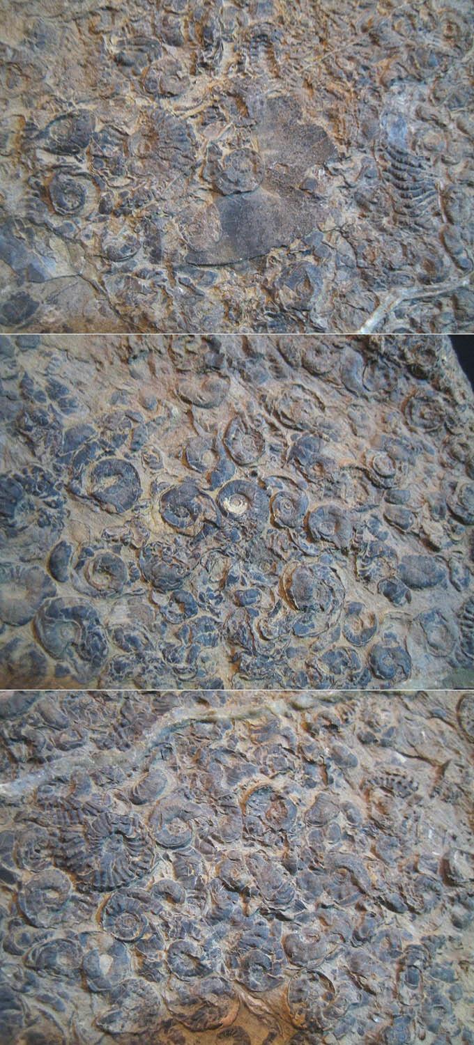 直角石(直角石科直角石属动物)