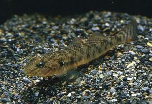 子陵吻鰕虎鱼（Rhinogobius giurinus）