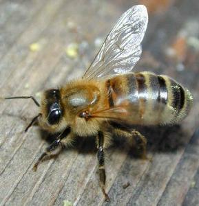蜜蜂科中文学名:膜翅目蜜蜂科是昆虫的一个种属,包括熊蜂属,麦蜂属,无