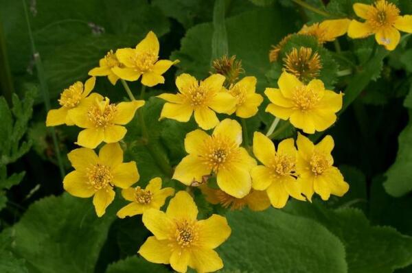 驴蹄草叶报春 报春花科报春花属植物 搜狗百科