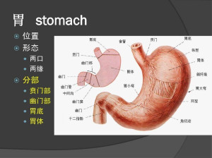 贲门根据食管下段贲门区俯卧左后斜位吞钡摄片及录像观察将其分为壶腹