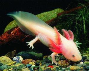 蝾螈（两栖纲有尾目动物） - 搜狗百科