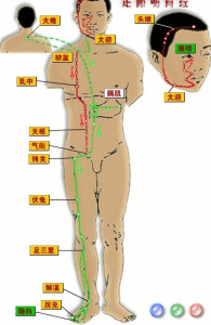 足阳明胃经