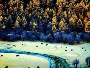 洛绒牛场风景（1）