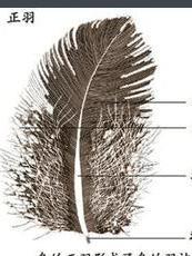 正羽