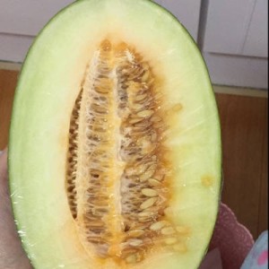 伽师瓜
