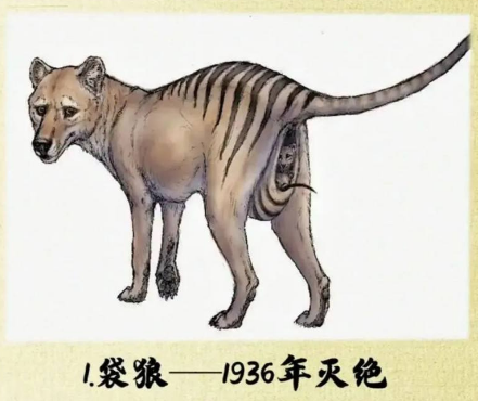 袋狼