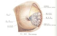 儿童双侧乳核发育图片图片