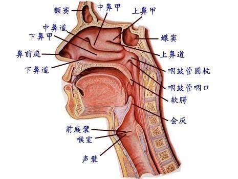 喉咙 人体解剖器官 搜狗百科 喉咙 人体解剖器官 搜狗百科